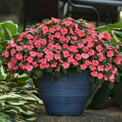 Impatiens Seeds - Beacon Coral