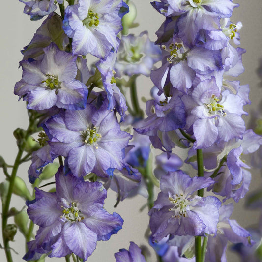 Larkspur Seeds - Fancy Purple Picotee