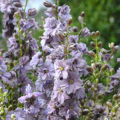 Larkspur Seeds - Misty Lavender