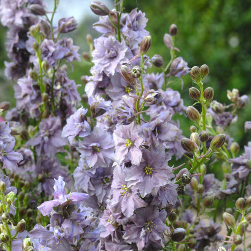 Larkspur Seeds - Misty Lavender