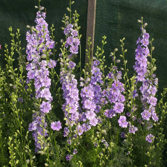 Larkspur Seeds - QIS Light Blue