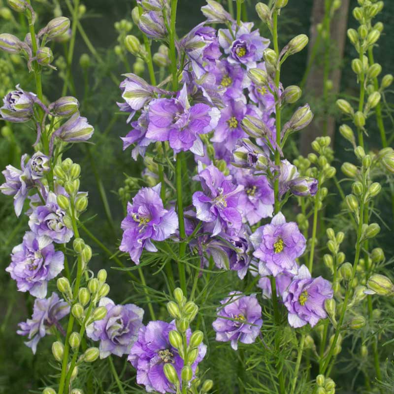 Larkspur Seeds - QIS Light Blue