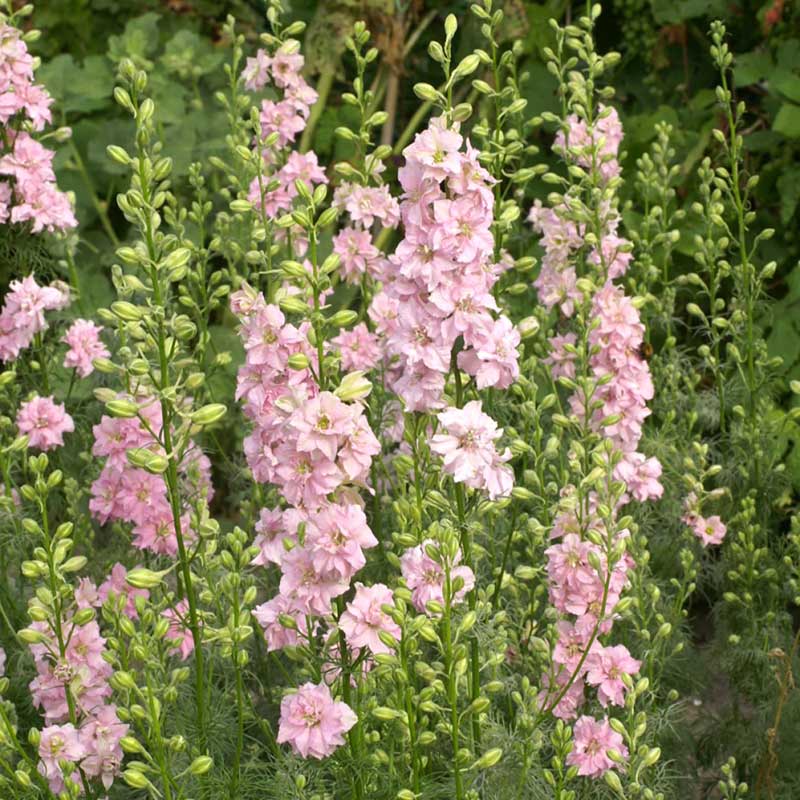 Larkspur Seeds - QIS Light Pink