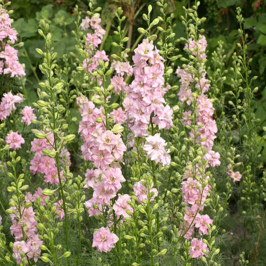 Larkspur Seeds - QIS Light Pink
