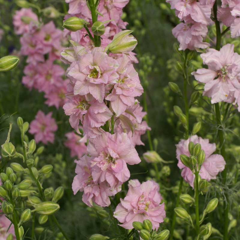 Larkspur Seeds - QIS Light Pink