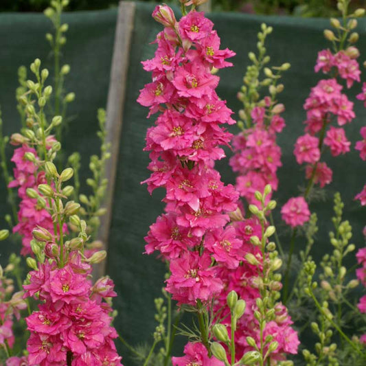 Larkspur Seeds - QIS Rose