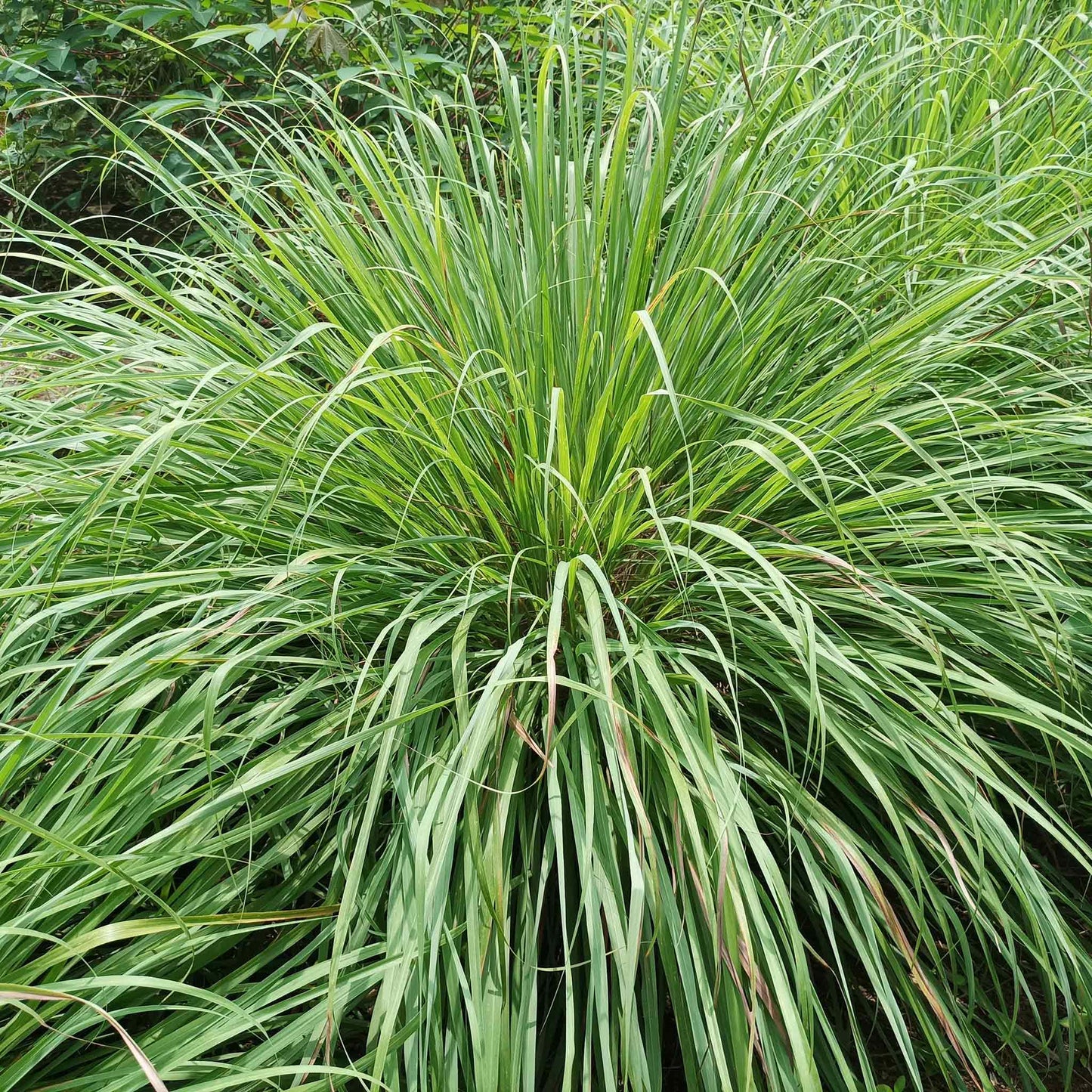 Lemongrass Seeds - West Indian