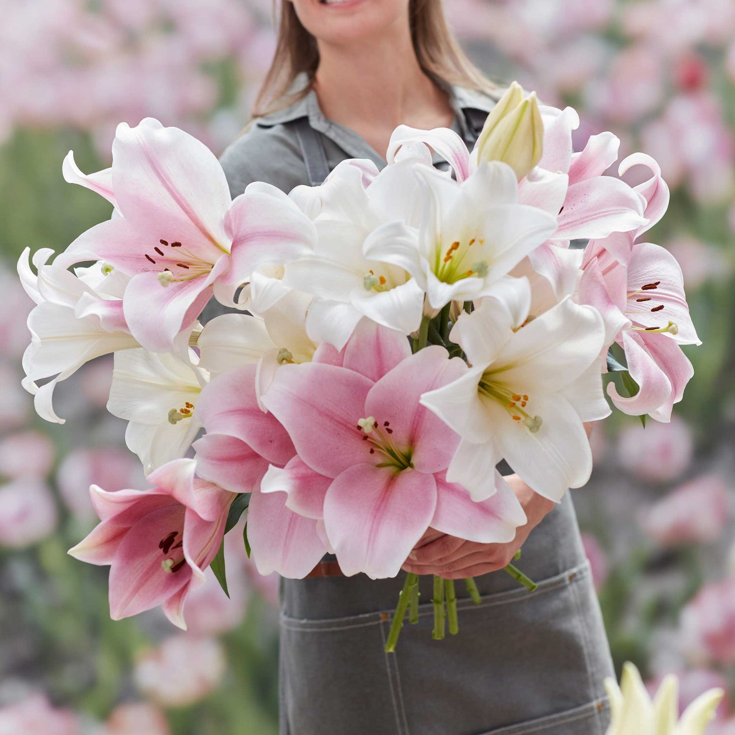 Lily Bulbs - Taffy Trumpet Mix