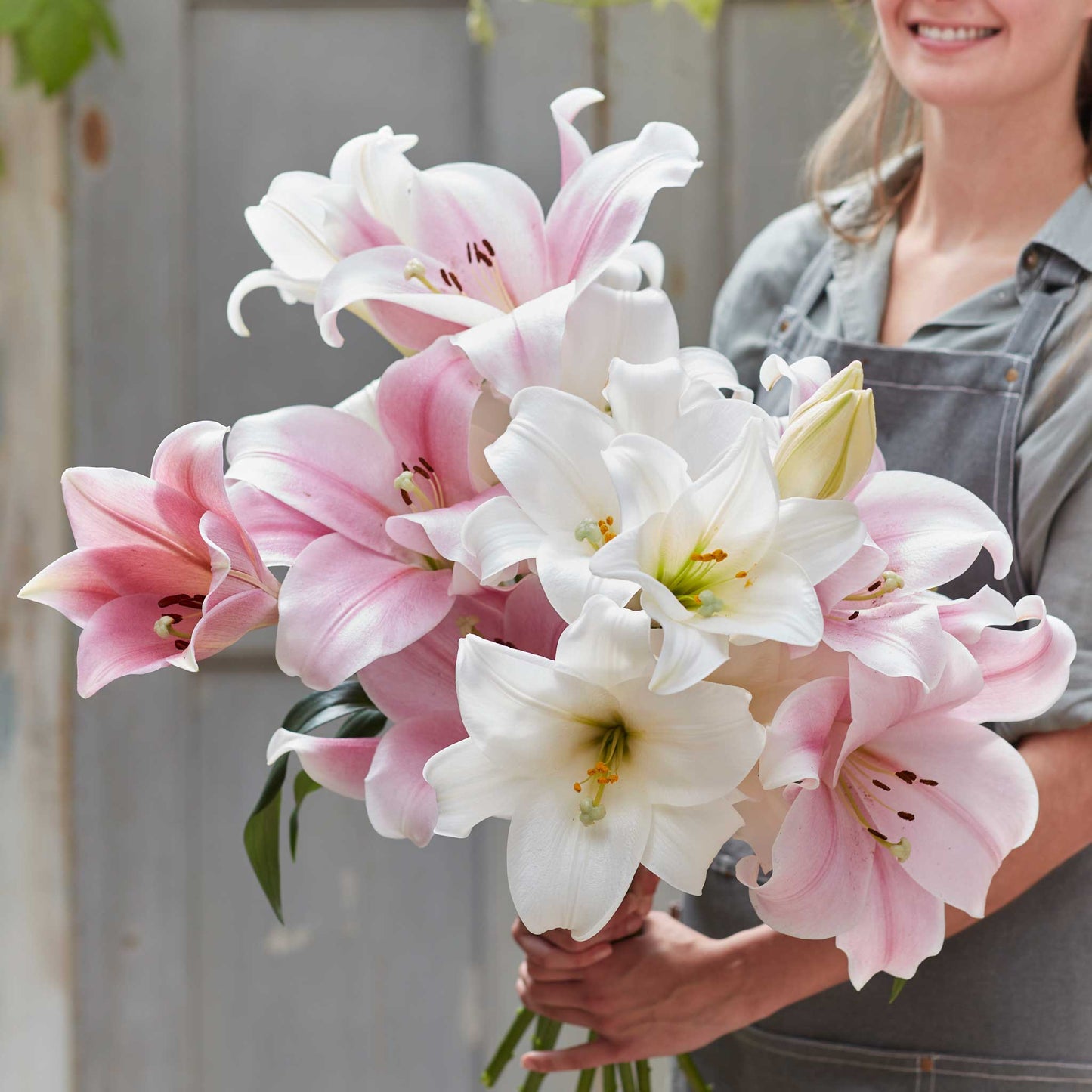 Lily Bulbs - Taffy Trumpet Mix