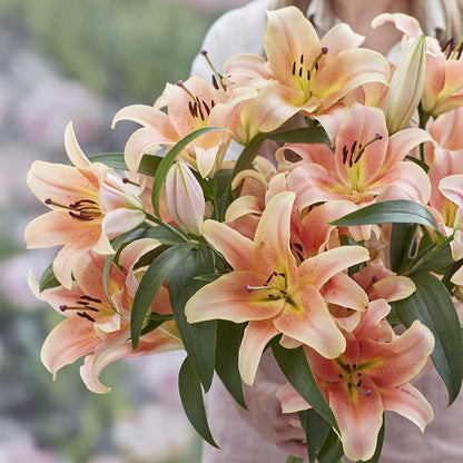 Lily Bulbs - Zelmira