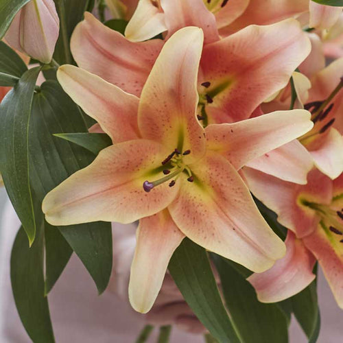 Lily Bulbs - Zelmira