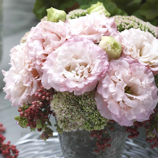 Lisianthus Seeds - Corelli Peach