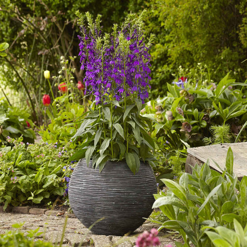 Lobelia Seeds - Starship Blue