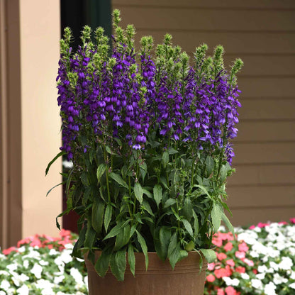 Lobelia Seeds - Starship Blue