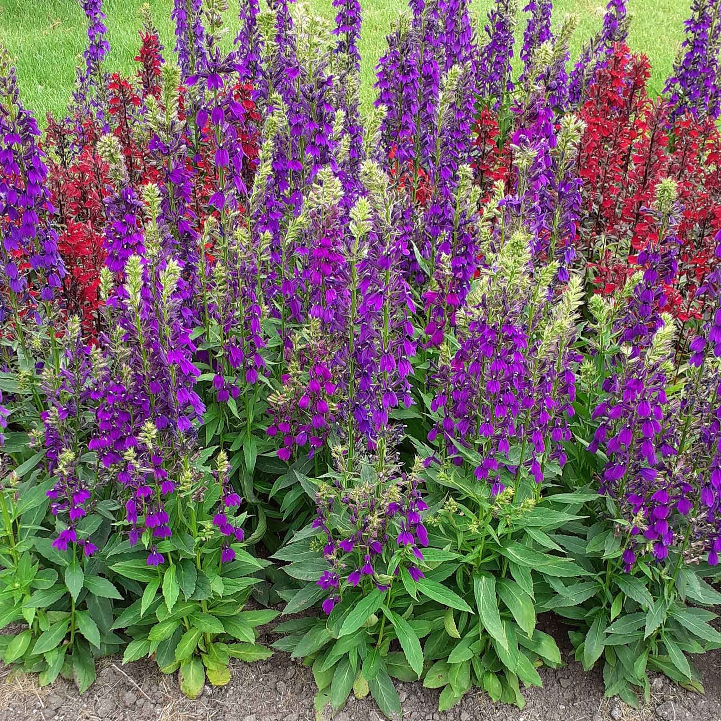 Lobelia Seeds - Starship Blue