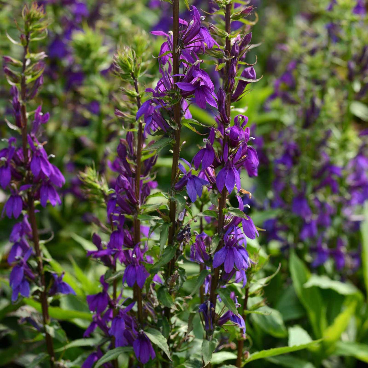 Lobelia Seeds - Starship Blue