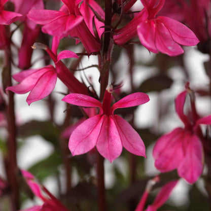 Lobelia Seeds - Starship Rose