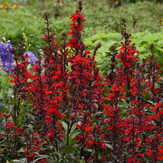 Lobelia Seeds - Scarlet Bronze Leaf