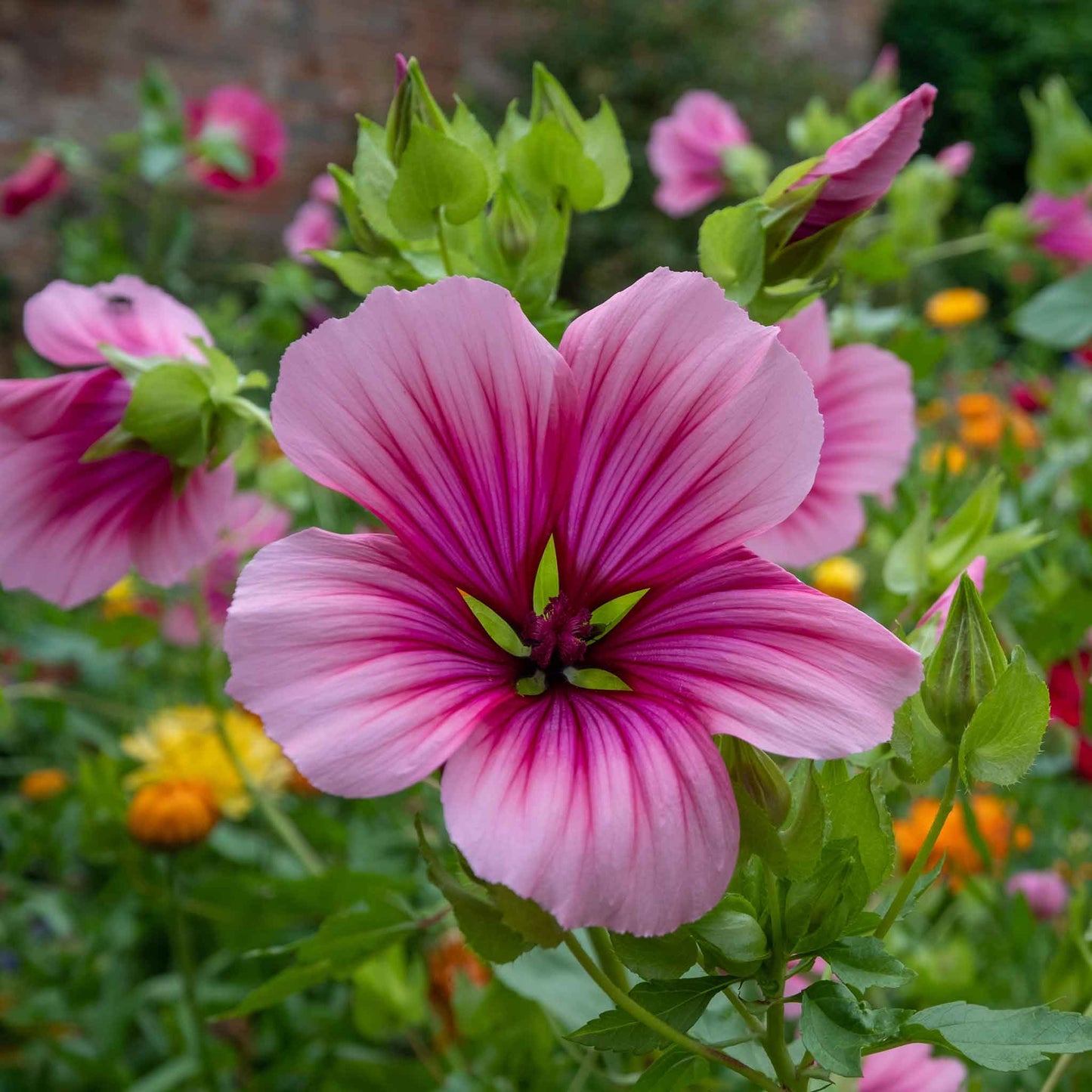 Malop Seeds - Vulcan