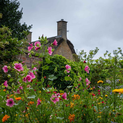 Malop Seeds - Vulcan