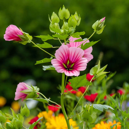 Malop Seeds - Vulcan