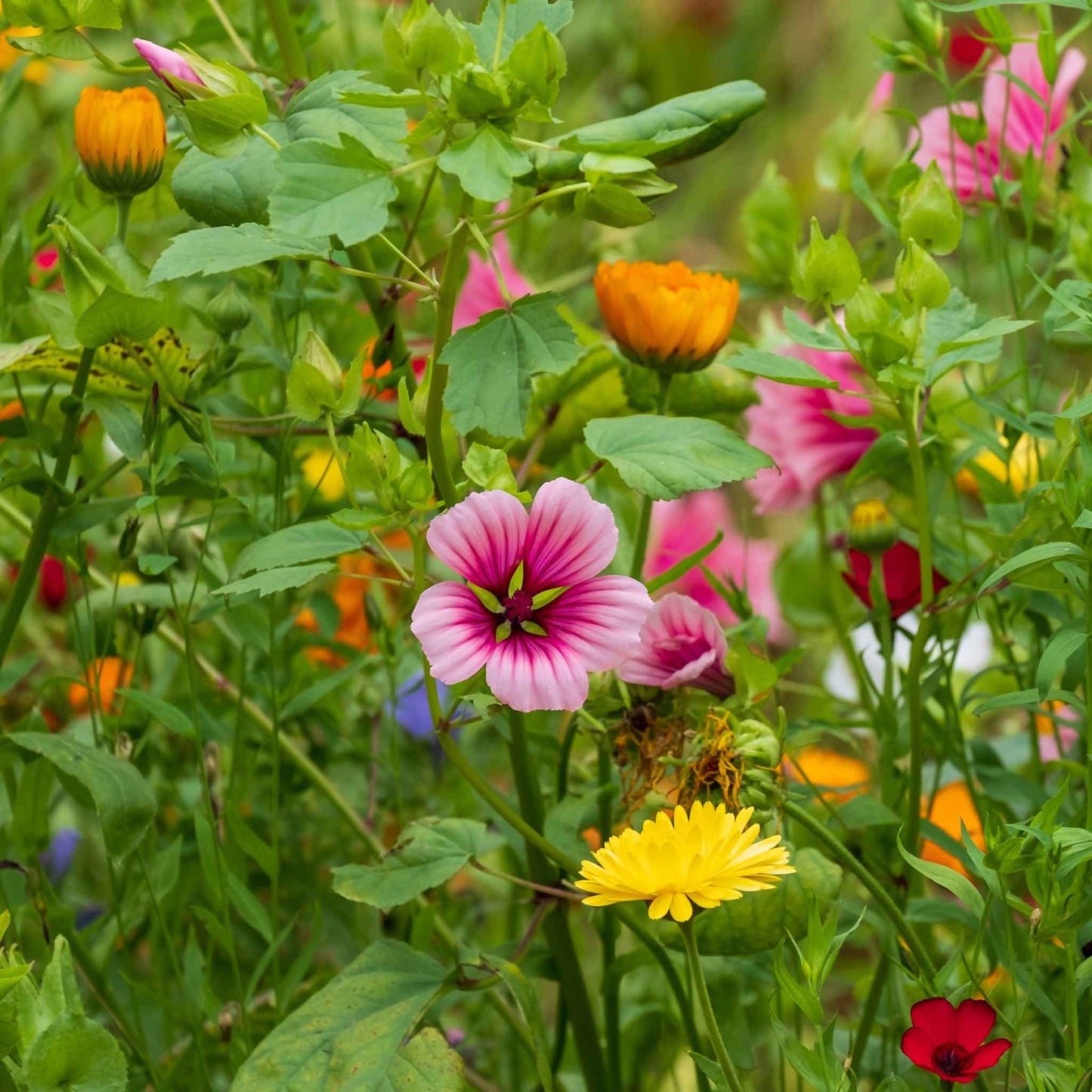 Malop Seeds - Vulcan