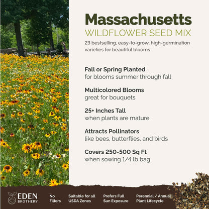 Massachusetts Wildflower Seed Mix