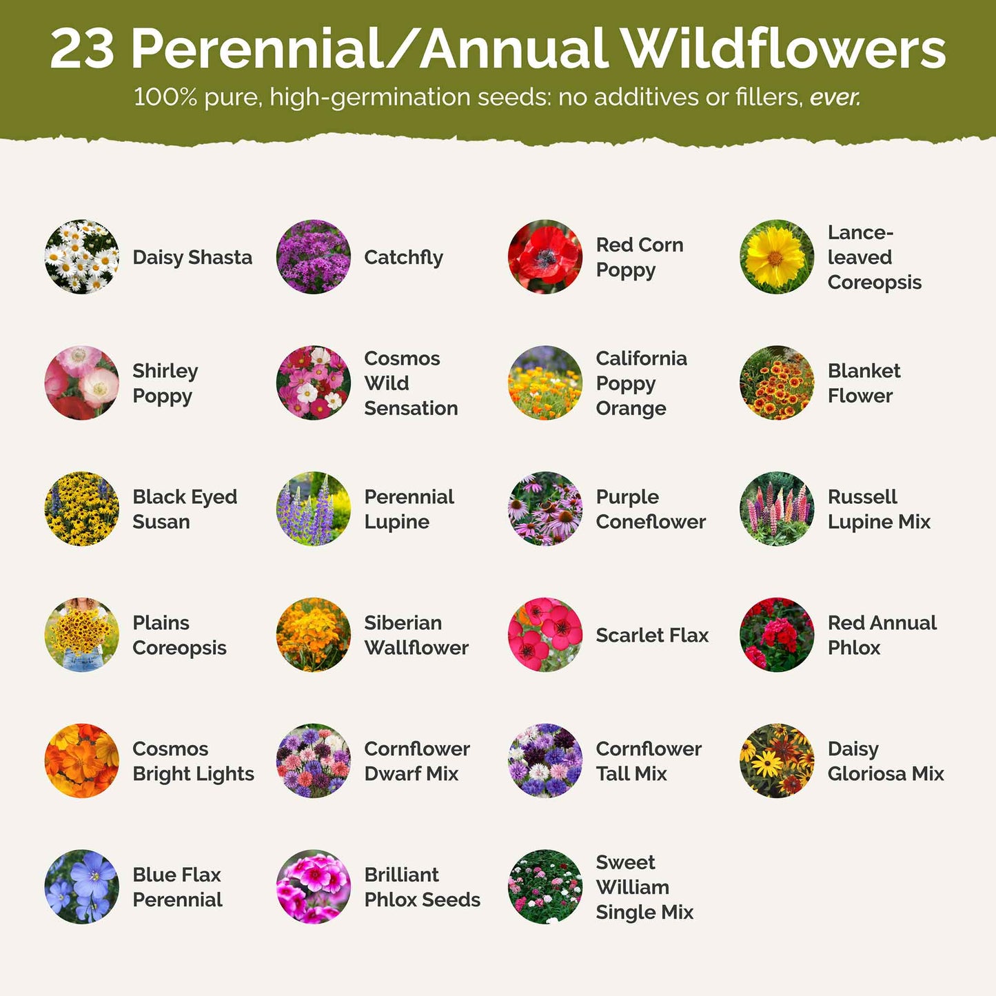 Massachusetts Wildflower Seed Mix