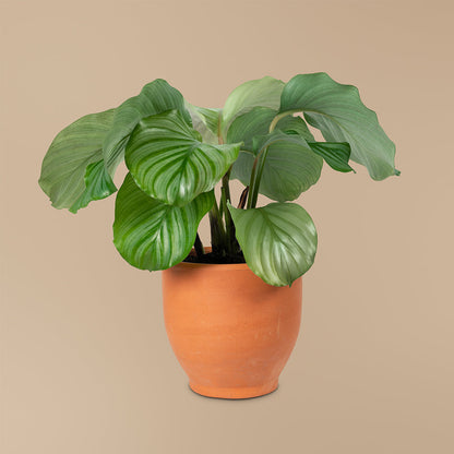 Zen Garden Plant Set