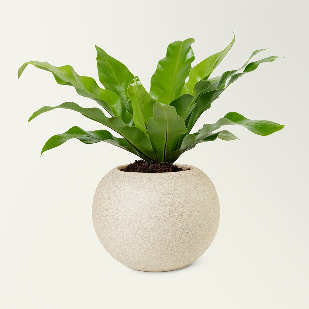 Tropical Bliss Plant Stand