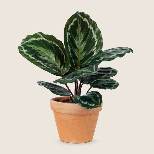 Classic Ceramic Pot Set