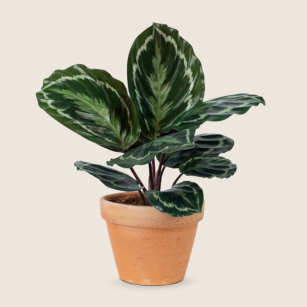 Eco-Friendly Grow Bags