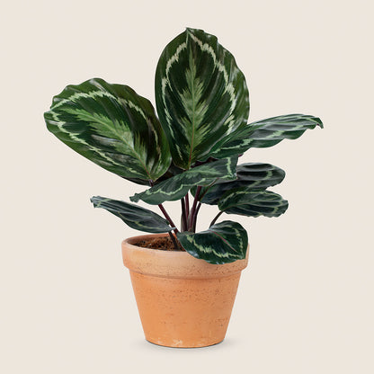 Eco-Friendly Grow Bags