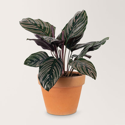 Eco-Friendly Grow Bags