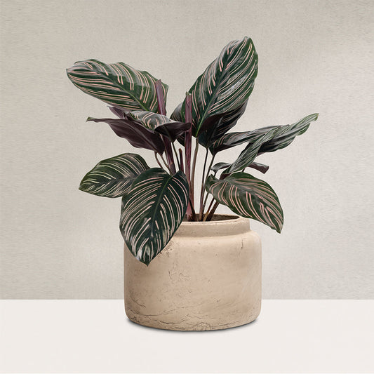 Eco-Friendly Grow Bags