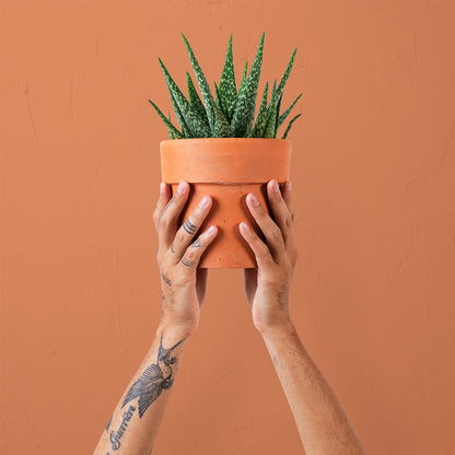 Cactus Collection Pot Set