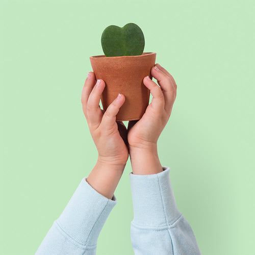 Vintage Terracotta Pots