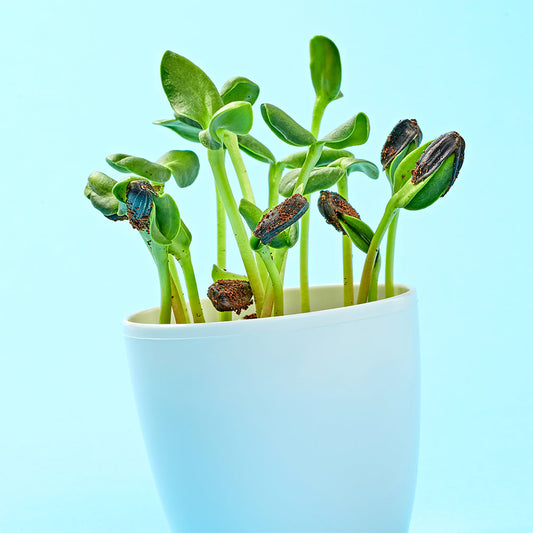 Blooming Rose Planter