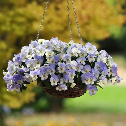 Pansy Seeds - Cool Wave Frost