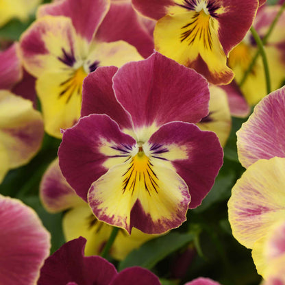Pansy Seeds - Cool Wave Strawberry Swirl