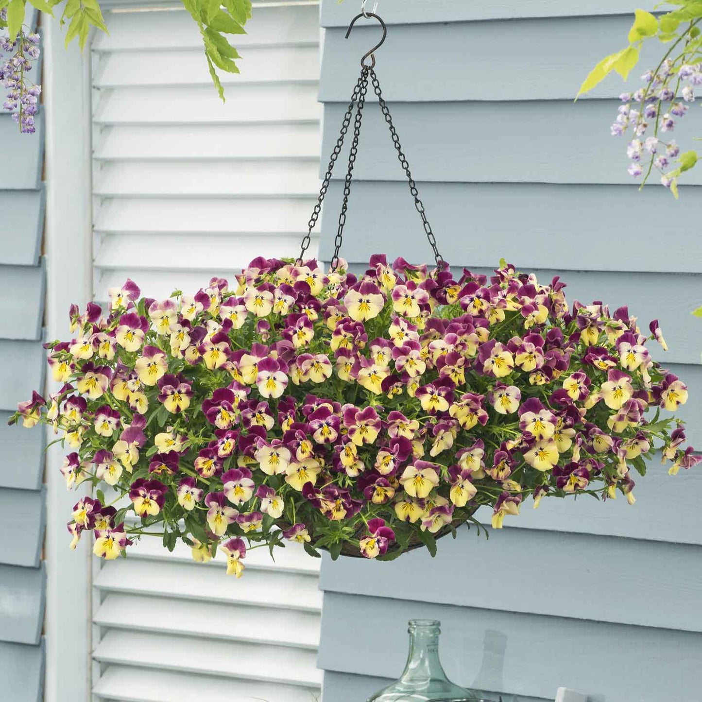 Pansy Seeds - Cool Wave Strawberry Swirl