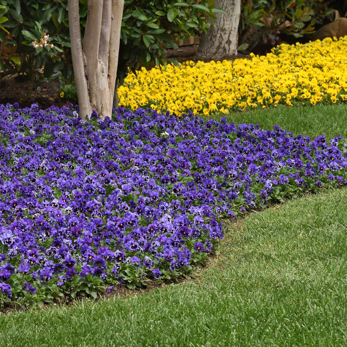 Pansy Seeds - Frizzle Sizzle Blue