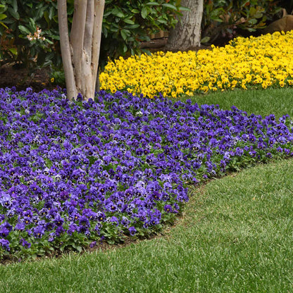 Pansy Seeds - Frizzle Sizzle Blue