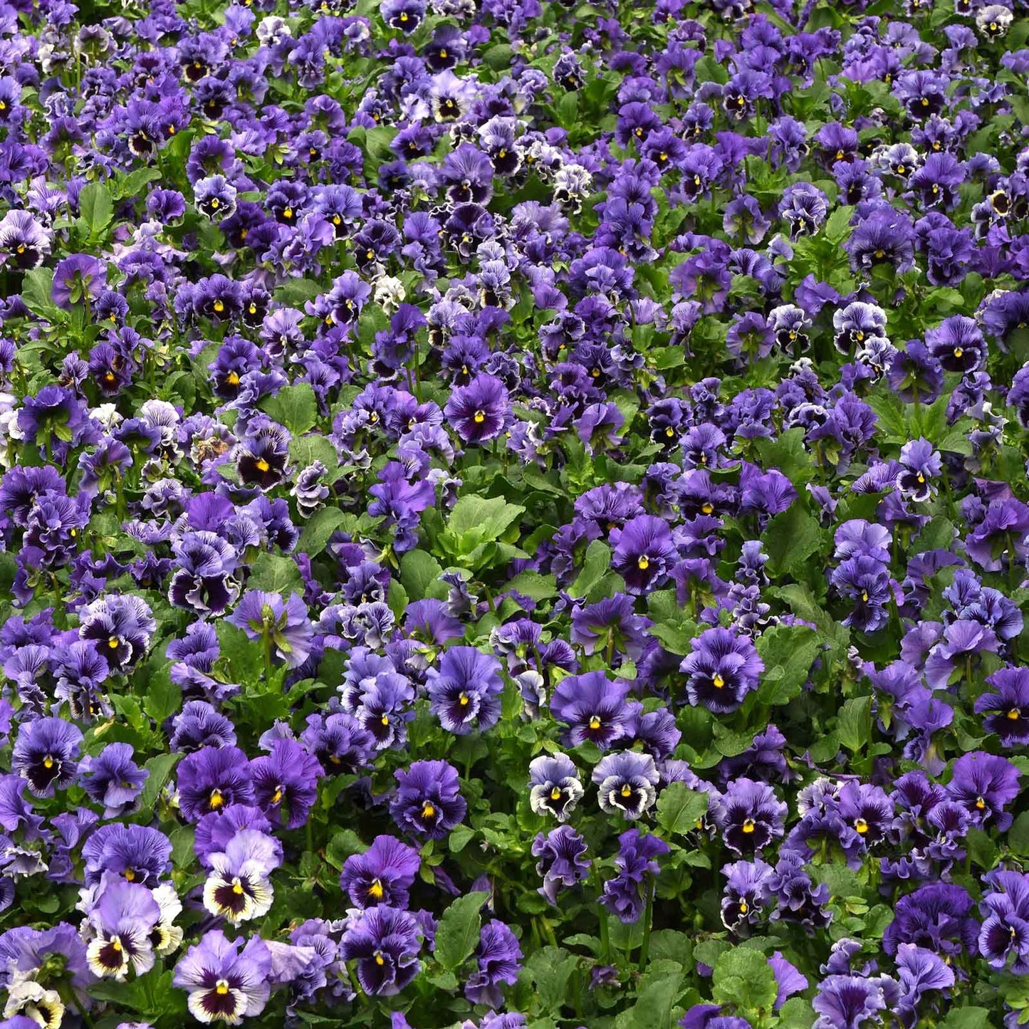 Pansy Seeds - Frizzle Sizzle Blue