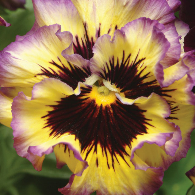 Pansy Seeds - Frizzle Sizzle Lemonberry