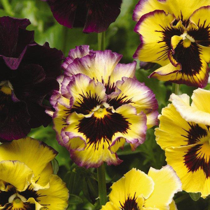 Pansy Seeds - Frizzle Sizzle Lemonberry
