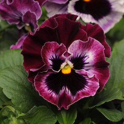 Pansy Seeds - Frizzle Sizzle Raspberry