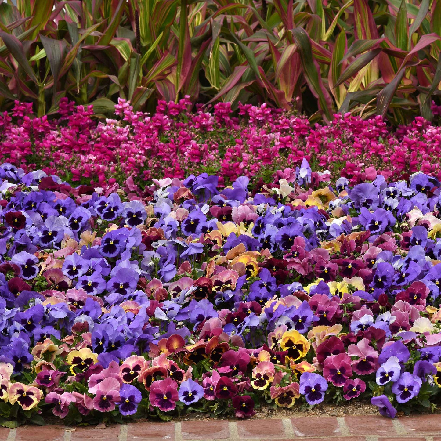 Pansy Seeds - Matrix Coastal Sunrise Mix