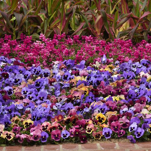 Pansy Seeds - Matrix Coastal Sunrise Mix