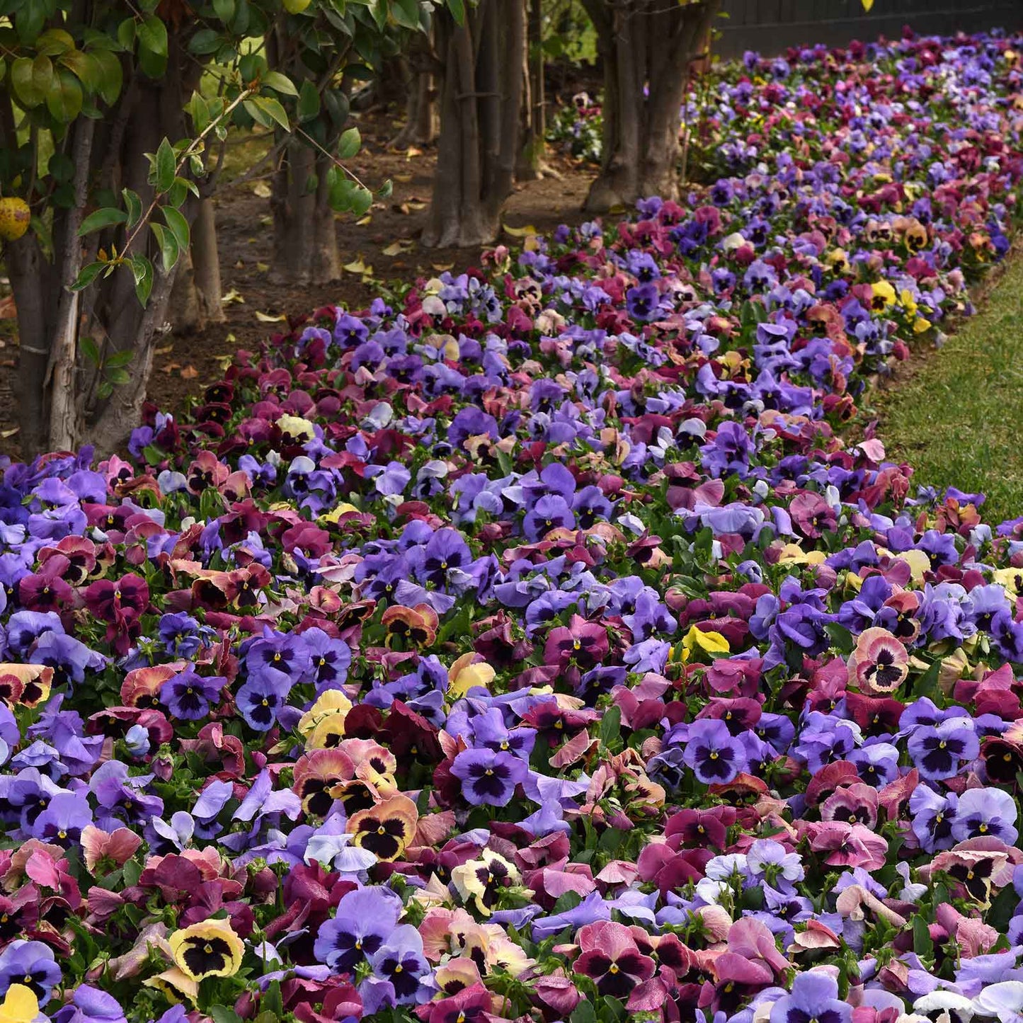 Pansy Seeds - Matrix Coastal Sunrise Mix